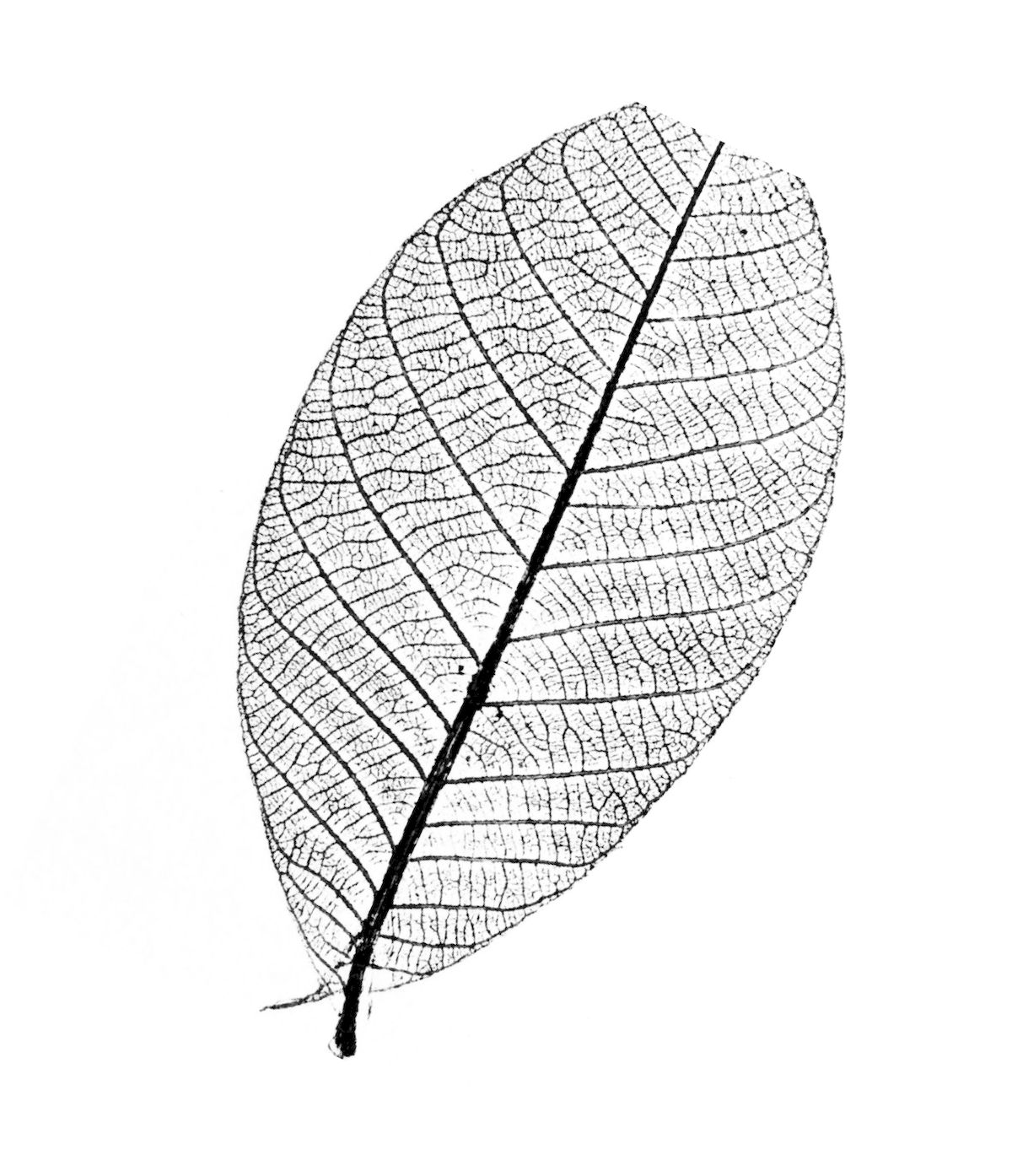 Black and white leaf